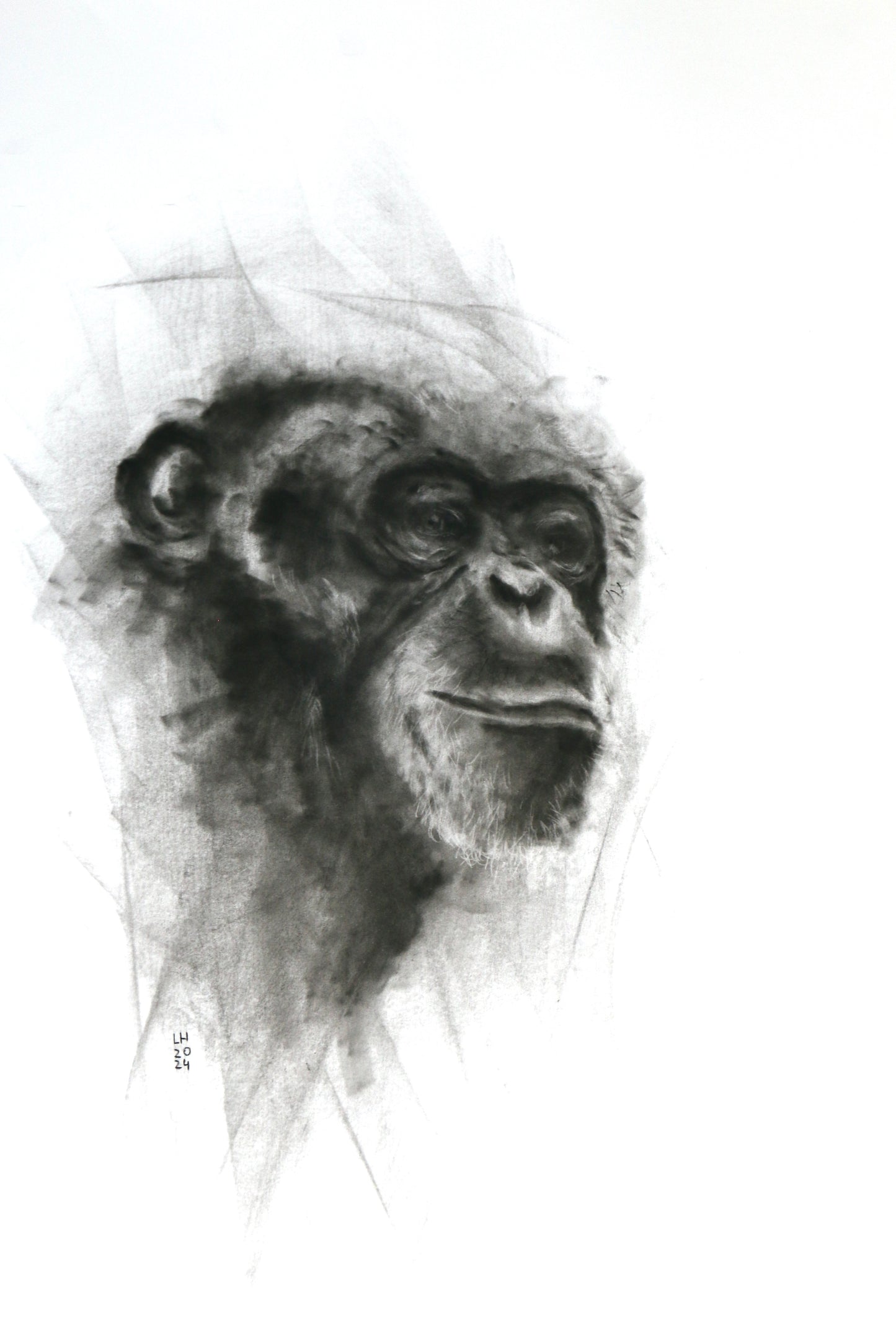 Schimpanse 1 | Hennicke Artwork